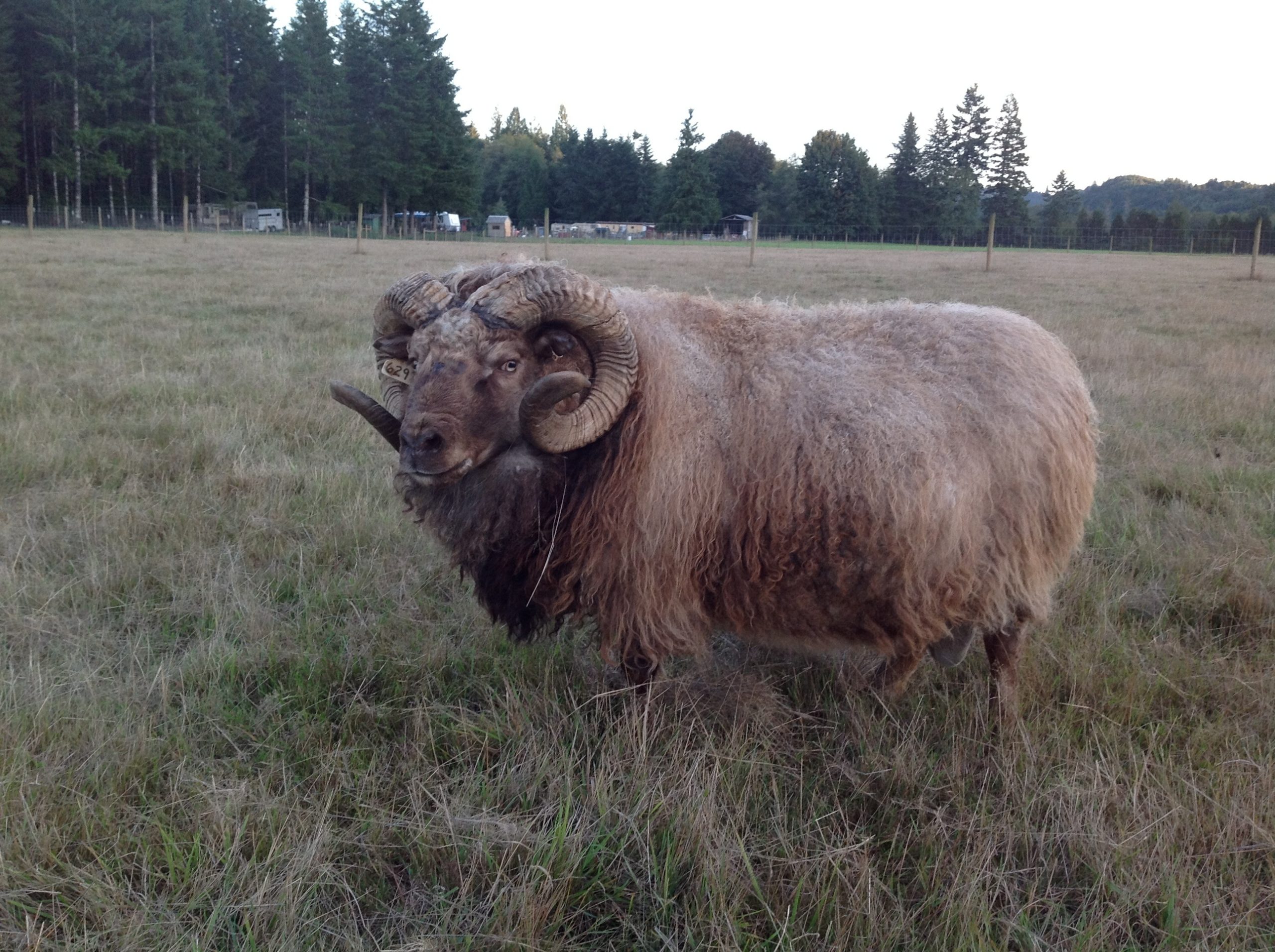 Yearling Rams - Golden Spiral Icelandics