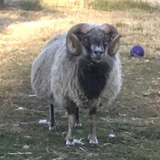 Rams for Sale